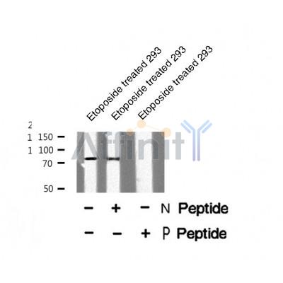 AF8404 staining COS7 by IF/ICC. The sample were fixed with PFA and permeabilized in 0.1% Triton X-100,then blocked in 10% serum for 45 minutes at 25¡ãC. The primary antibody was diluted at 1/200 and incubated with the sample for 1 hour at 37¡ãC. An  Alexa Fluor 594 conjugated goat anti-rabbit IgG (H+L) Ab, diluted at 1/600, was used as the secondary antibod
