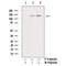 AF3037 staining COS7 by IF/ICC. The sample were fixed with PFA and permeabilized in 0.1% Triton X-100,then blocked in 10% serum for 45 minutes at 25¡ãC. The primary antibody was diluted at 1/200 and incubated with the sample for 1 hour at 37¡ãC. An  Alexa Fluor 594 conjugated goat anti-rabbit IgG (H+L) Ab, diluted at 1/600, was used as the secondary antibod