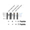 Western blot analysis of extracts from mouse brain, using Androgen Receptor (Phospho-Ser308) Antibody.