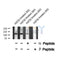 Western blot analysis of EPHA6 (Phospho-Tyr977) using H2O2 treated 293 whole cell lysates