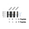 Western blot analysis of EPHB6 (Phospho-Tyr630) using HepG2 whole cell lysates