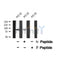Western blot analysis FGFR2 (Phospho-Ser782) using PC12 whole cell lysates