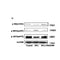 AF3272 staining COS7 by IF/ICC. The sample were fixed with PFA and permeabilized in 0.1% Triton X-100,then blocked in 10% serum for 45 minutes at 25¡ãC. The primary antibody was diluted at 1/200 and incubated with the sample for 1 hour at 37¡ãC. An  Alexa Fluor 594 conjugated goat anti-rabbit IgG (H+L) Ab, diluted at 1/600, was used as the secondary antibod