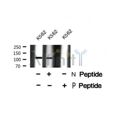AF8443 staining NIH-3T3 by IF/ICC. The sample were fixed with PFA and permeabilized in 0.1% Triton X-100,then blocked in 10% serum for 45 minutes at 25¡ãC. The primary antibody was diluted at 1/200 and incubated with the sample for 1 hour at 37¡ãC. An  Alexa Fluor 594 conjugated goat anti-rabbit IgG (H+L) Ab, diluted at 1/600, was used as the secondary antibod