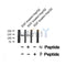Western blot analysis of Bamacan (Phospho-Ser1067) using EGF treated HepG2 whole cell lysates