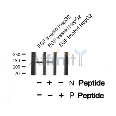 Western blot analysis of Bamacan (Phospho-Ser1067) using EGF treated HepG2 whole cell lysates