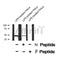 Western blot analysis of BCL-3 (Phospho-Ser402) Antibody expression in lps treated Hela cells lysates.