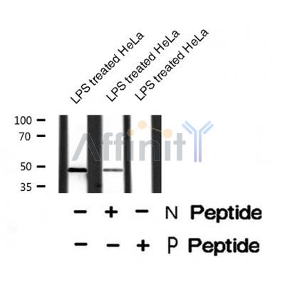 Western blot analysis of BCL-3 (Phospho-Ser402) Antibody expression in lps treated Hela cells lysates.