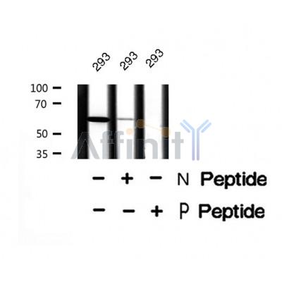 AF8469 staining 293 by IF/ICC. The sample were fixed with PFA and permeabilized in 0.1% Triton X-100,then blocked in 10% serum for 45 minutes at 25¡ãC. The primary antibody was diluted at 1/200 and incubated with the sample for 1 hour at 37¡ãC. An  Alexa Fluor 594 conjugated goat anti-rabbit IgG (H+L) Ab, diluted at 1/600, was used as the secondary antibod