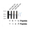 Western blot analysis of EIF5 (Phospho-Ser389+Ser390) using MDA-MB-435 whole cell lysates