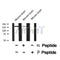AF8476 staining HT29 by IF/ICC. The sample were fixed with PFA and permeabilized in 0.1% Triton X-100,then blocked in 10% serum for 45 minutes at 25¡ãC. The primary antibody was diluted at 1/200 and incubated with the sample for 1 hour at 37¡ãC. An  Alexa Fluor 594 conjugated goat anti-rabbit IgG (H+L) Ab, diluted at 1/600, was used as the secondary antibod
