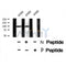Western blot analysis GluR2 (Phospho-Tyr876) using K562 whole cell lysates