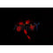 AF0173 staining Hela by IF/ICC. The sample were fixed with PFA and permeabilized in 0.1% Triton X-100,then blocked in 10% serum for 45 minutes at 25¡ãC. The primary antibody was diluted at 1/200 and incubated with the sample for 1 hour at 37¡ãC. An  Alexa Fluor 594 conjugated goat anti-rabbit IgG (H+L) Ab, diluted at 1/600, was used as the secondary antibod