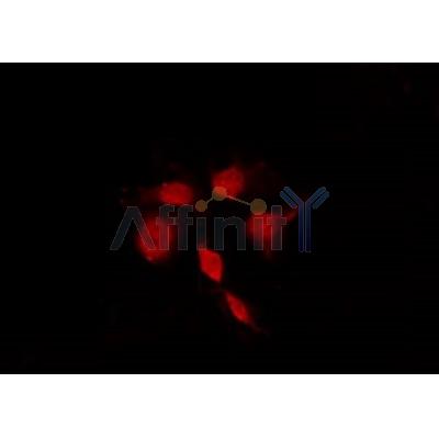 AF0173 staining Hela by IF/ICC. The sample were fixed with PFA and permeabilized in 0.1% Triton X-100,then blocked in 10% serum for 45 minutes at 25¡ãC. The primary antibody was diluted at 1/200 and incubated with the sample for 1 hour at 37¡ãC. An  Alexa Fluor 594 conjugated goat anti-rabbit IgG (H+L) Ab, diluted at 1/600, was used as the secondary antibod