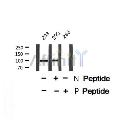 Western blot analysis of HSP105 (Phospho-Ser809) using 293 whole cell lysates