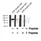 Western blot analysis of MCM2 (Phospho-Ser139) using EGF treated 293 whole cell lysates