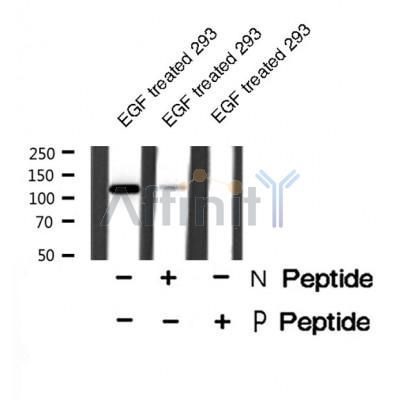 Western blot analysis of MCM2 (Phospho-Ser139) using EGF treated 293 whole cell lysates