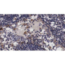 AF0491 at 1/100 staining human Lymph node tissue sections by IHC-P. The tissue was formaldehyde fixed and a heat mediated antigen retrieval step in citrate buffer was performed. The tissue was then blocked and incubated with the antibody for 1.5 hours at 22¡ãC. An HRP conjugated goat anti-rabbit antibody was used as the secondary