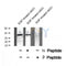 AF8496 staining Hela by IF/ICC. The sample were fixed with PFA and permeabilized in 0.1% Triton X-100,then blocked in 10% serum for 45 minutes at 25¡ãC. The primary antibody was diluted at 1/200 and incubated with the sample for 1 hour at 37¡ãC. An  Alexa Fluor 594 conjugated goat anti-rabbit IgG (H+L) Ab, diluted at 1/600, was used as the secondary antibod