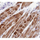 AF0475 at 1/100 staining human Skeletal muscle tissue sections by IHC-P. The tissue was formaldehyde fixed and a heat mediated antigen retrieval step in citrate buffer was performed. The tissue was then blocked and incubated with the antibody for 1.5 hours at 22¡ãC. An HRP conjugated goat anti-rabbit antibody was used as the secondary
