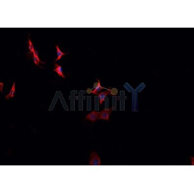 AF0475 staining HeLa cells by IF/ICC. The sample were fixed with PFA and permeabilized in 0.1% Triton X-100,then blocked in 10% serum for 45 minutes at 25¡ãC. The primary antibody was diluted at 1/200 and incubated with the sample for 1 hour at 37¡ãC. An  Alexa Fluor 594 conjugated goat anti-rabbit IgG (H+L) antibody(Cat.