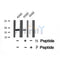 Western blot analysis of Rad2/FEN1 (Phospho-Ser187) using K562 whole cell lysates