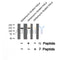 Western blot analysis of Raptor (Phospho-Ser863) using Adriamycin treated HeLa whole cell lysates