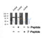 Western blot analysis SYN2 (Phospho-Ser425) using Jurkat whole cell lysates