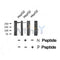 Western blot analysis of TALIN1 (Phospho-Ser425) using HepG2 whole cell lysates