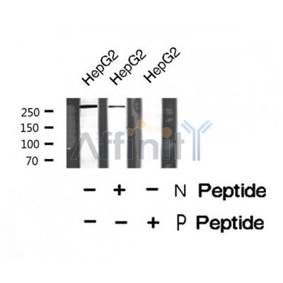 Western blot analysis of TALIN1 (Phospho-Ser425) using HepG2 whole cell lysates