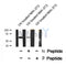 Western blot analysis of TRF2 (Phospho-Ser323) using UV treated NIH-3T3 whole cell lysates