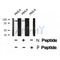 Western blot analysis of XRCC1 (Phospho-Thr284) using HeLa whole cell lysates