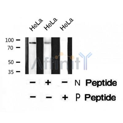 Western blot analysis of XRCC1 (Phospho-Thr284) using HeLa whole cell lysates
