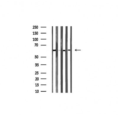 Western blot analysis of extracts of various tissue sample,using DUS2L Antibody .