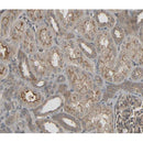 AF0430 at 1/100 staining human kidney tissue sections by IHC-P. The tissue was formaldehyde fixed and a heat mediated antigen retrieval step in citrate buffer was performed. The tissue was then blocked and incubated with the antibody for 1.5 hours at 22¡ãC. An HRP conjugated goat anti-rabbit antibody was used as the secondary