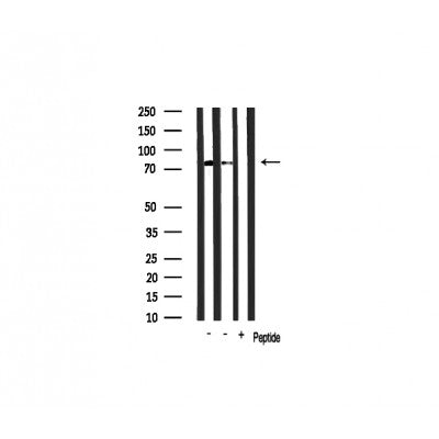 Western blot analysis of extracts of various samples,using RBAK Antibody.