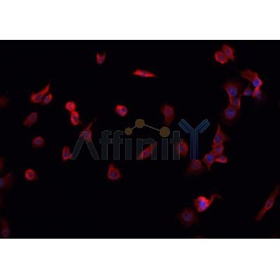 Western blot analysis of extracts from rat brain, using MORF4L1 Antibody. Lane 1 was treated with the antigen-specific peptide.