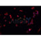 Western blot analysis of extracts from rat brain, using MORF4L1 Antibody. Lane 1 was treated with the antigen-specific peptide.