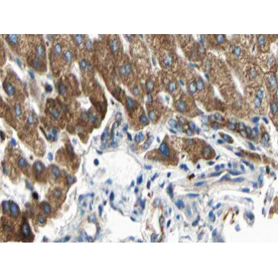 AF0514 at 1/100 staining human liver tissue sections by IHC-P. The tissue was formaldehyde fixed and a heat mediated antigen retrieval step in citrate buffer was performed. The tissue was then blocked and incubated with the antibody for 1.5 hours at 22¡ãC. An HRP conjugated goat anti-rabbit antibody was used as the secondary