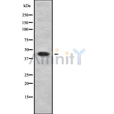 Western blot analysis of extracts from mouse brain, using PTRF Antibody.