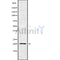 Western blot analysis of YAF2 using 293 whole cell lysates