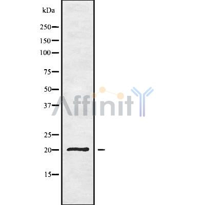 Western blot analysis of YAF2 using 293 whole cell lysates
