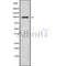 Western blot analysis of ZNF786 using K562 whole cell lysates