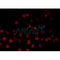 AF0511 staining HeLa by IF/ICC. The sample were fixed with PFA and permeabilized in 0.1% Triton X-100,then blocked in 10% serum for 45 minutes at 25¡ãC. The primary antibody was diluted at 1/200 and incubated with the sample for 1 hour at 37¡ãC. An  Alexa Fluor 594 conjugated goat anti-rabbit IgG (H+L) Ab, diluted at 1/600, was used as the secondary antibod