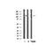 Western blot analysis of PKCB1 expression in Mouse brain lysate