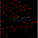 AF0502 staining 293 by IF/ICC. The sample were fixed with PFA and permeabilized in 0.1% Triton X-100,then blocked in 10% serum for 45 minutes at 25¡ãC. The primary antibody was diluted at 1/200 and incubated with the sample for 1 hour at 37¡ãC. An  Alexa Fluor 594 conjugated goat anti-rabbit IgG (H+L) Ab, diluted at 1/600, was used as the secondary antibod