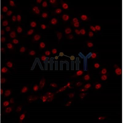 AF0502 staining 293 by IF/ICC. The sample were fixed with PFA and permeabilized in 0.1% Triton X-100,then blocked in 10% serum for 45 minutes at 25¡ãC. The primary antibody was diluted at 1/200 and incubated with the sample for 1 hour at 37¡ãC. An  Alexa Fluor 594 conjugated goat anti-rabbit IgG (H+L) Ab, diluted at 1/600, was used as the secondary antibod
