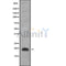 Western blot analysis of JDP2 using COLO205 whole cell lysates