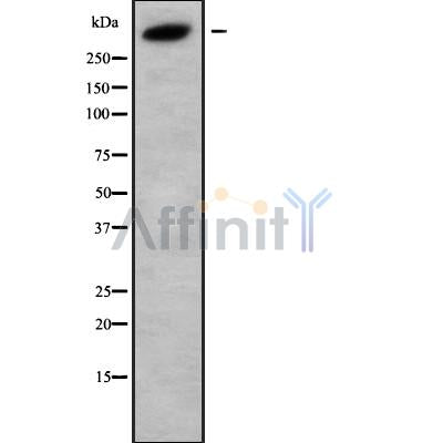 Western blot analysis of DUET using HUVEC whole cell lysates