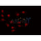 Western blot analysis of extracts from mouse brain, using CDK11 Antibody.